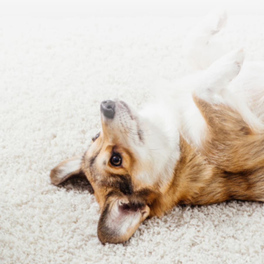 Rug Cleaning San Diego